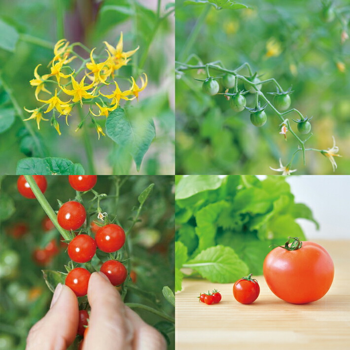 送料無料 マイクロトマト ガーデニング 贈り物 Gd 903 プレゼント キット 春休み 宿題 園芸 ギフト 夏休み 栽培セット