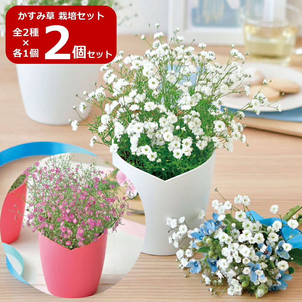【かすみ草】おまとめ2点 楽天市場】花苗 夏 カスミソウ 選べる1鉢 o r3鉢 3.5号【お