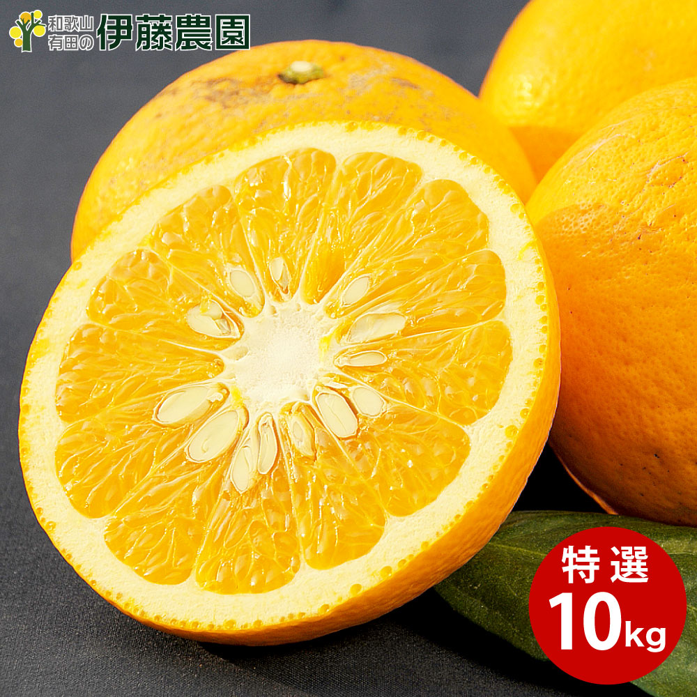 甘夏 あまなつ 10kg 送料無料 和歌山 アマナツ 美品 春 の みかん 手詰め 箱買い ノーワックス ノーブラッシング 特別栽培 贈り物 詰め合わせ
