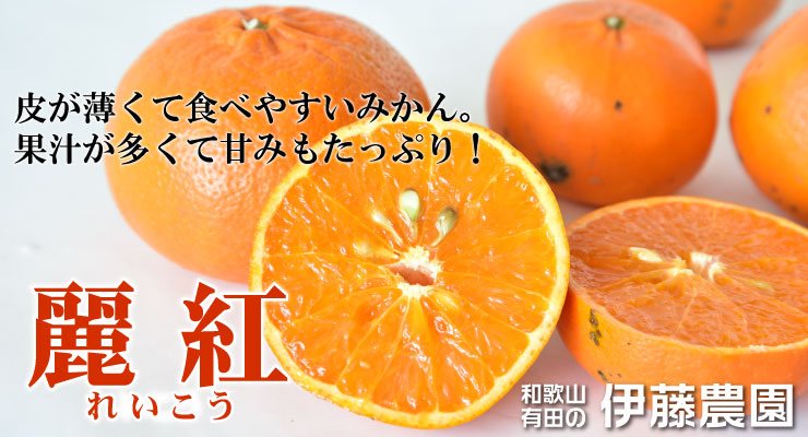 楽天市場 数量限定 麗紅 れいこう 訳あり 5kg 送料無料 ノーワックス ノーブラッシング 防腐剤不使用タンゴール類 甘い ジューシー ギフト 伊藤農園 ジュースと果実