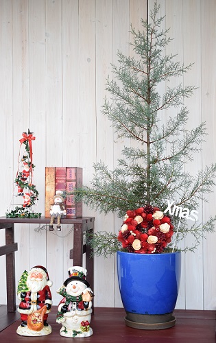 楽天市場 クリスマスツリー コニファー鉢植え ブルーアイス クリスマスリース付 大型 鉢色 ブルー ロコネコ
