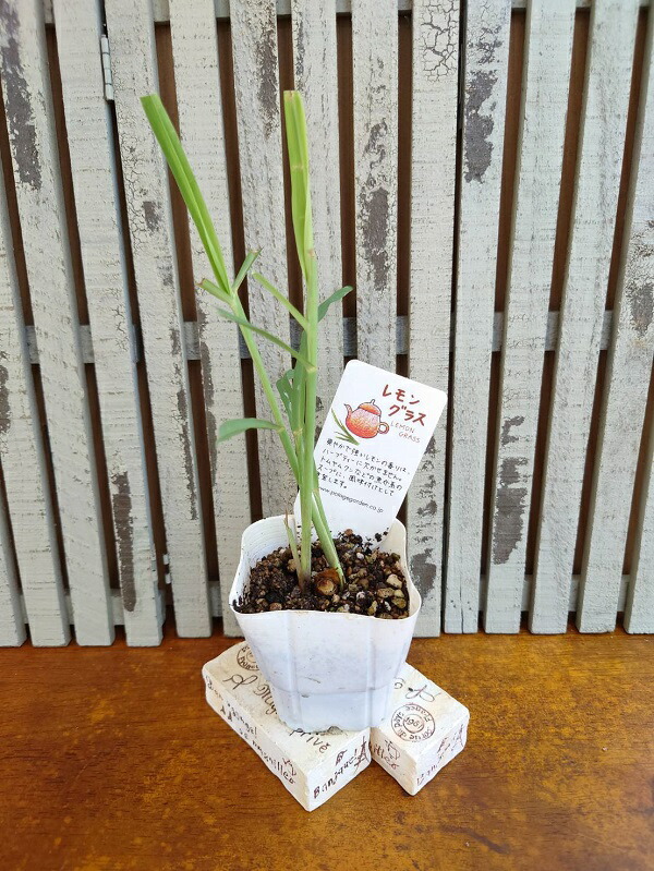 【正規品】レモンフラワー　1本　緑茶　1本　バーナー芯　1個 imgrc0098750764.jpg