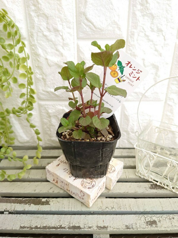 楽天市場】【ハーブ苗】レモン ミント 9cmポット 1苗 : Ivy