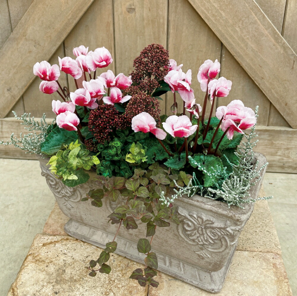 楽天市場】花苗 フレグラントシクラメン アブソリュ ドゥ モレル 9cm