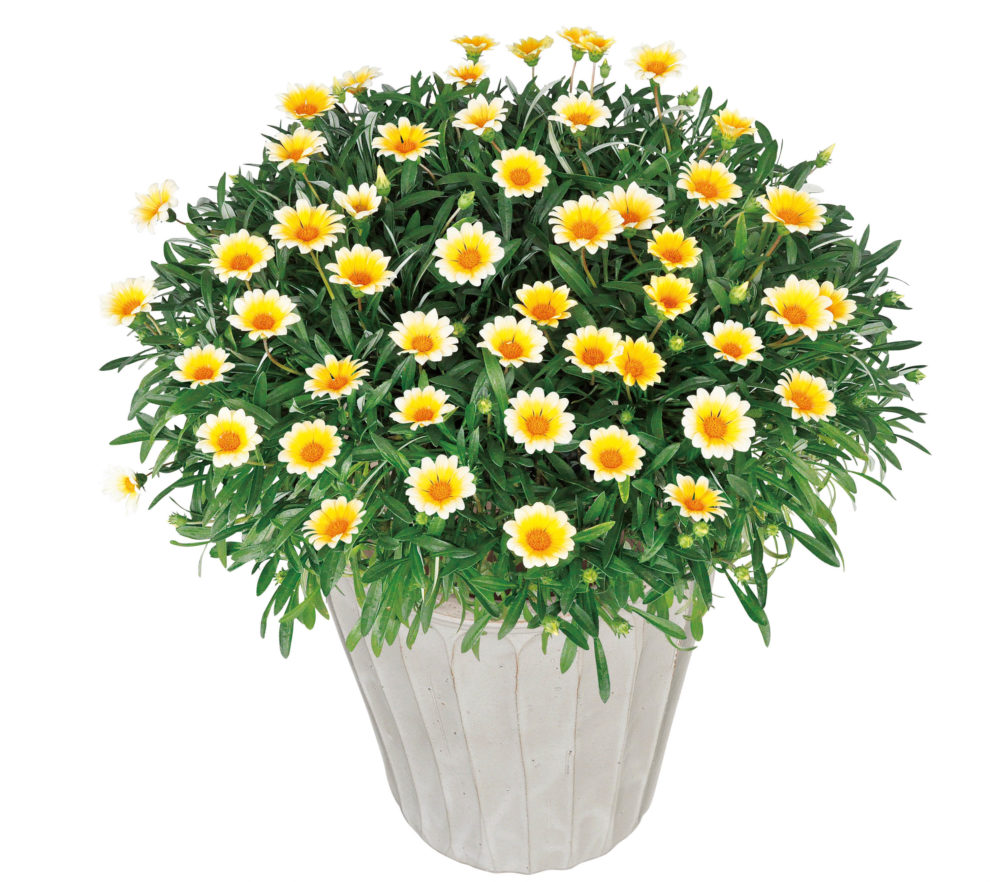 楽天市場】【花苗】マーガレット スウィートピンク 9cmポット 1