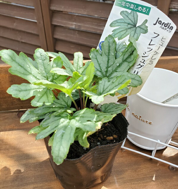 楽天市場】【花苗】ヒューケレラ ピンクレボリューション 10.5cmポット