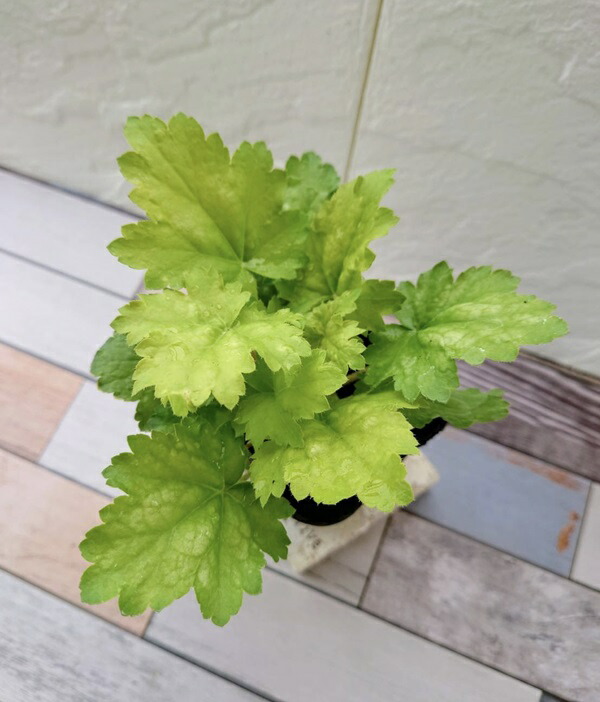 楽天市場】【花苗】ヒューケレラ ピンクレボリューション 10.5cmポット