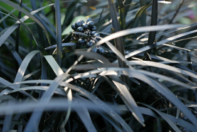 ぴかん様用 購入済みです。 龍の髭 黒龍 2株1ポット 2－2-(1) 抜き苗