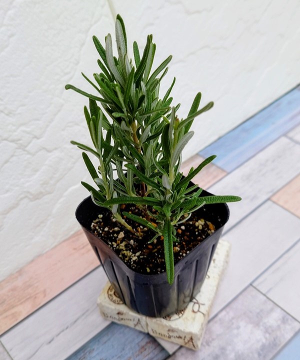 楽天市場】ハーブ苗 ローズマリー 9cmポット 1苗 : Ivy