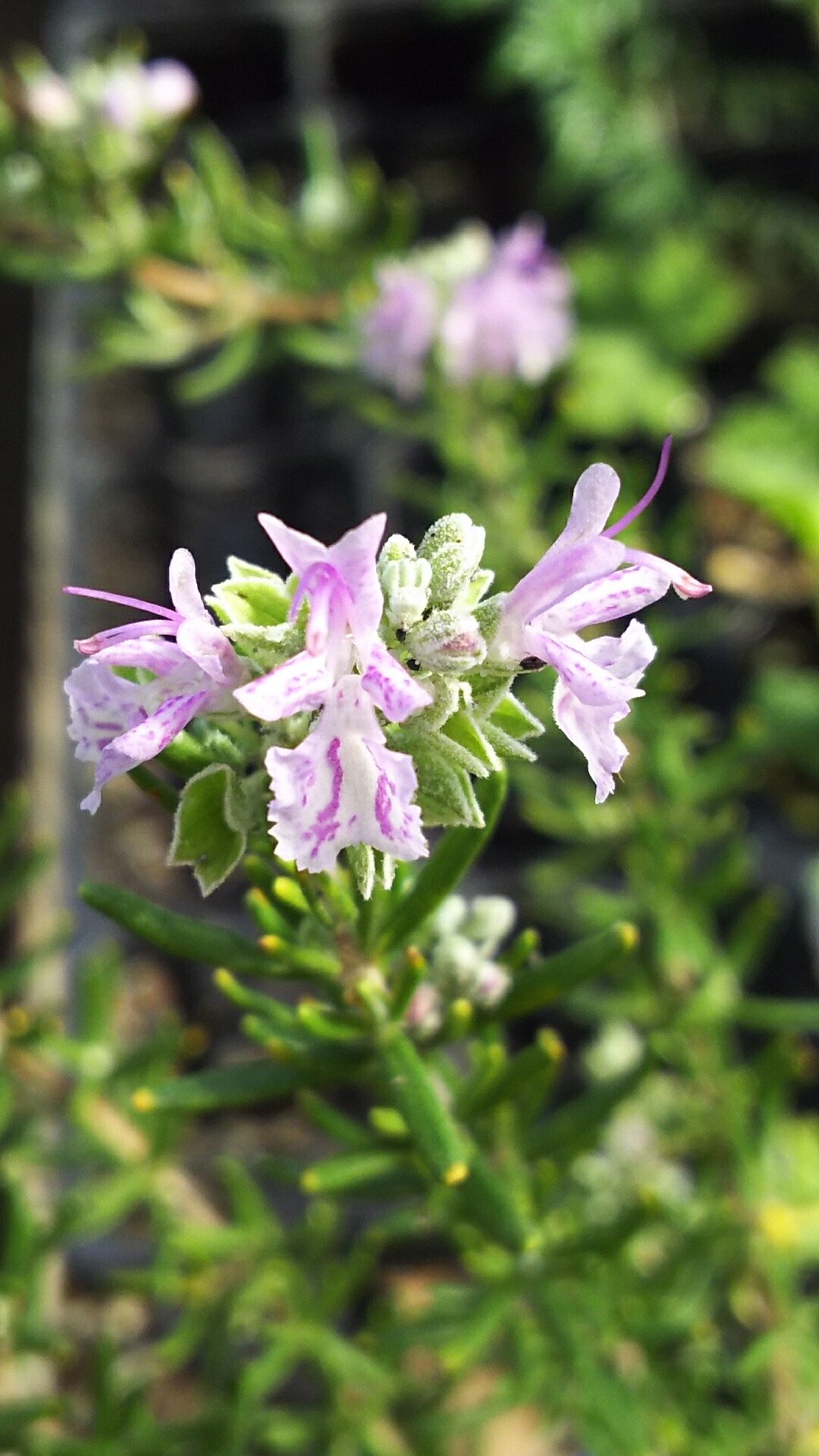 M9 ハーブ ローズマリー 新芽カット枝100本以上 ネコポス 楽天市場