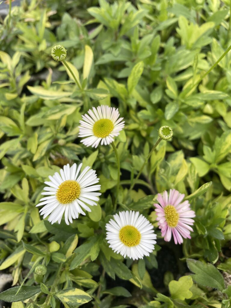 楽天市場】【送料区分A】【9cmポット／1組3株】エリゲロン・カルビン