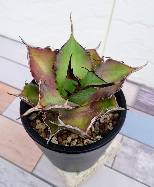 アガベ　チタノタ　魔丸　みやび鉢付き アガベ チタノタ 魔丸 みやび鉢付き