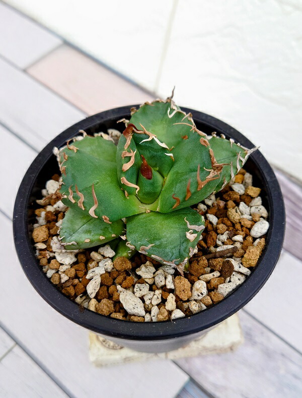 【親株コレクション】SAD アガベ　チタノタ　sad アガベ SAD チタノタ A85 - メルカリ