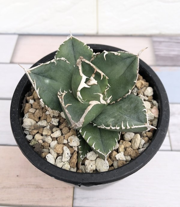 アガベ 魔丸 強棘 チタノタ Agave 特選 多肉植物 子株 オテロイ