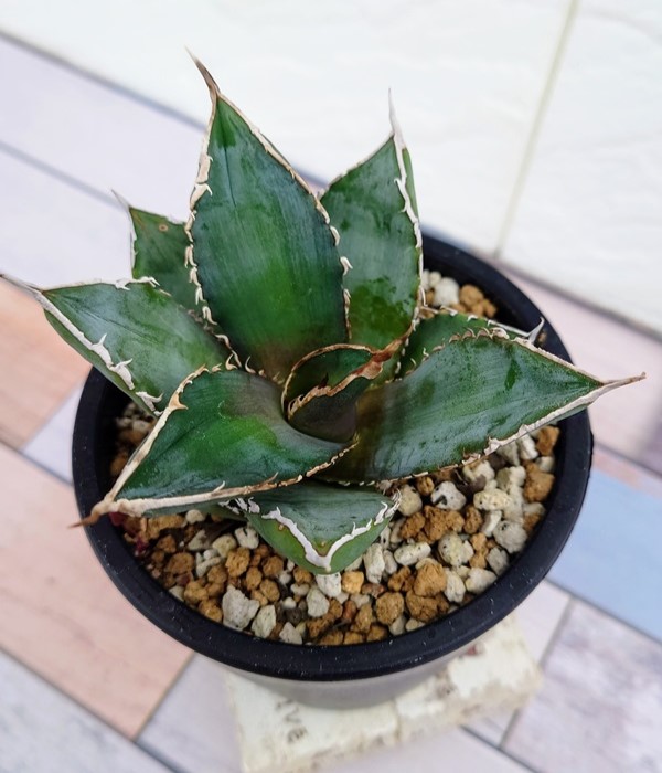 アガベ チタノタ SAD アガベ チタノタ SAD 南アフリカダイヤモンド カキ子 | hanayoshi