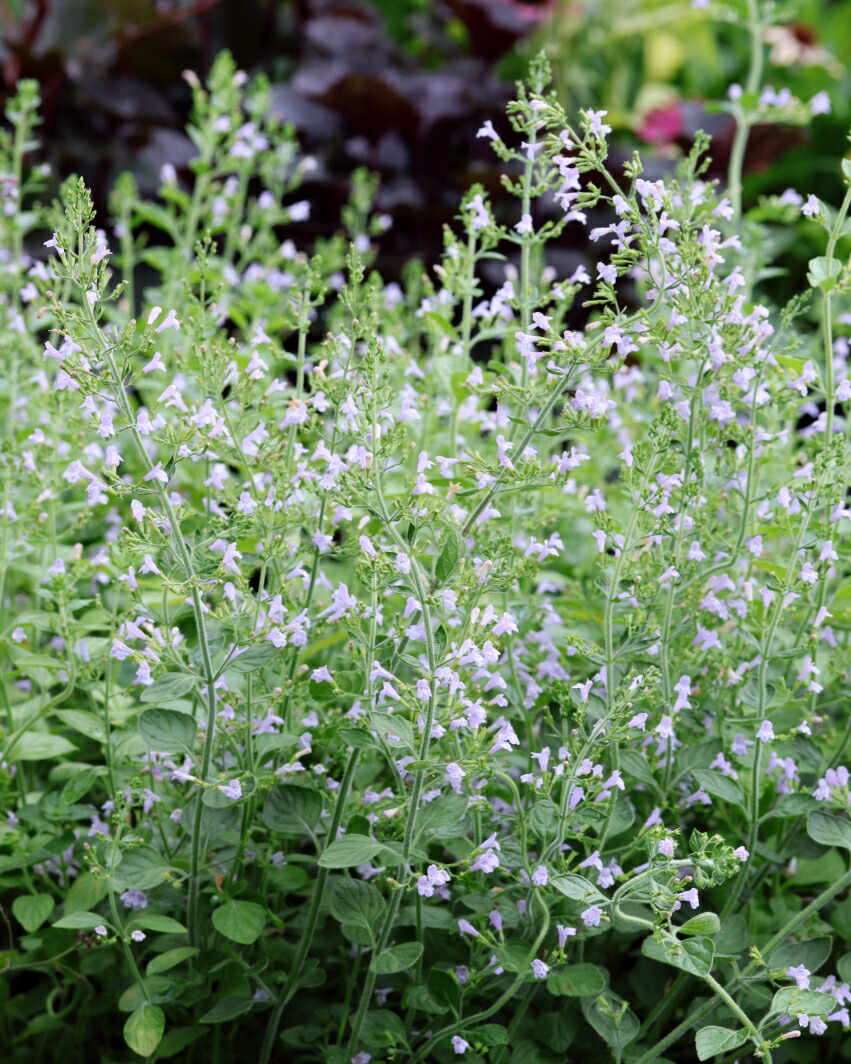 楽天市場】カラミンサ（カラミント）3.5号苗(c04) : 千草園芸