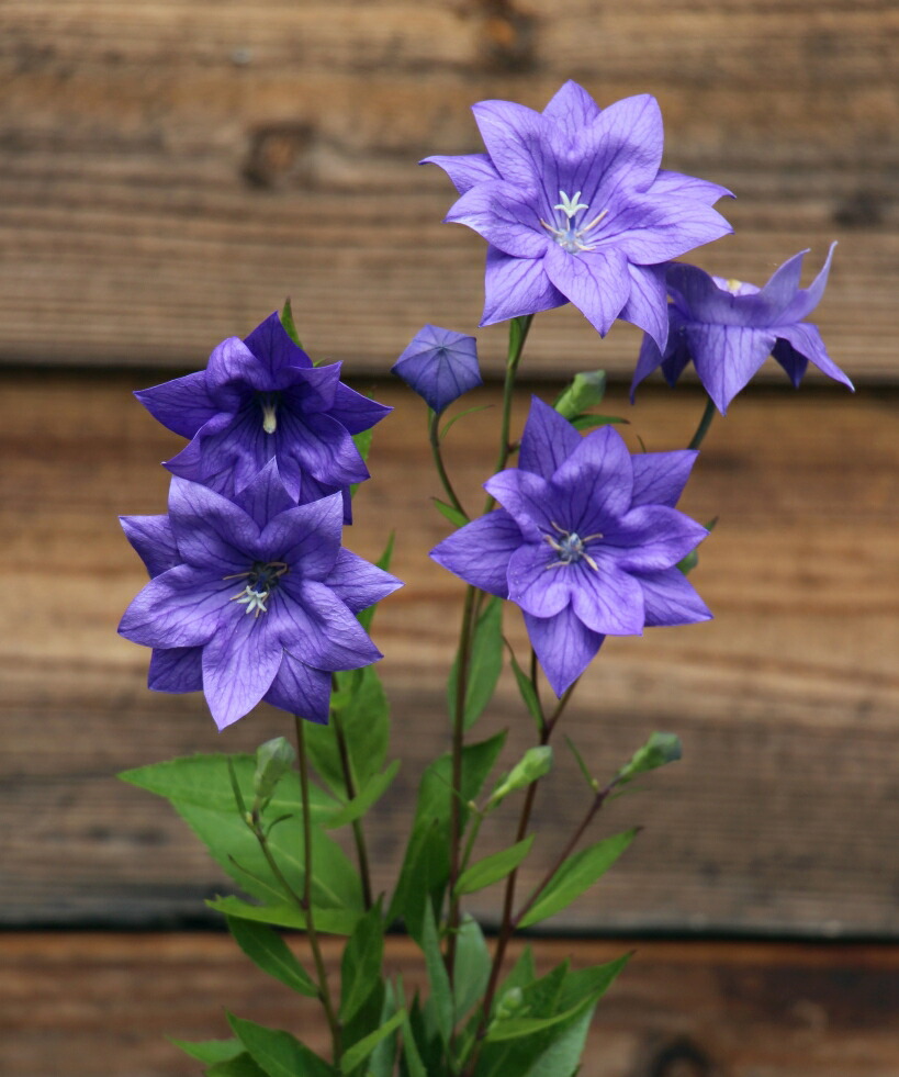 楽天市場】【花終わり】【色で選べる】桔梗(キキョウ)矮性種