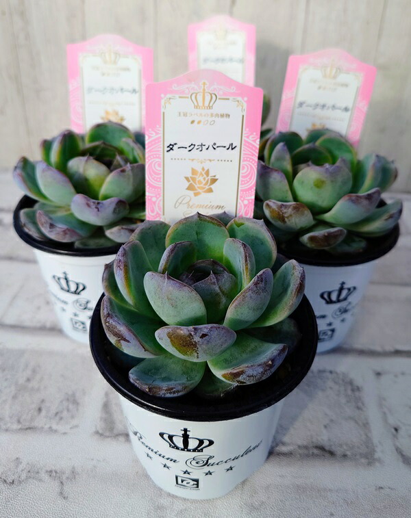 多肉植物 /ティファニーパウダールビー凍グズ/エケベリア  花苗エケベリア ティファニーブルー 3号ポット 1苗 : Ivy