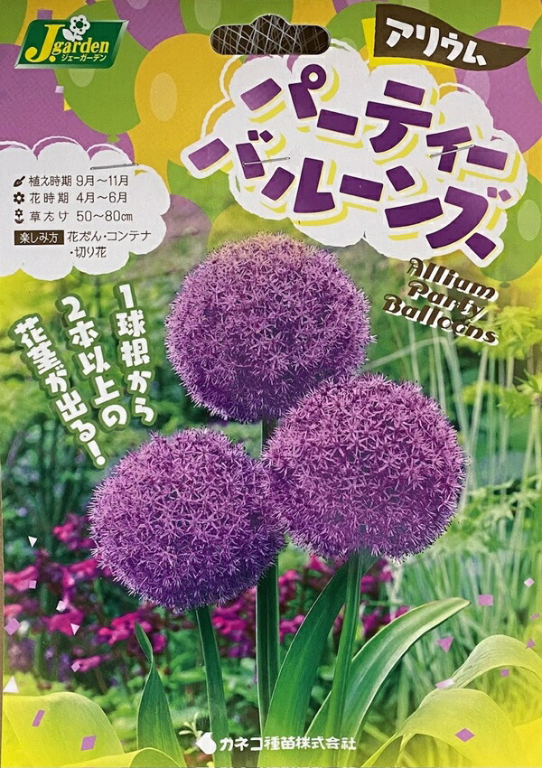 楽天市場】【花球根】アリウム シューベルティ 1球入 カネコ種苗