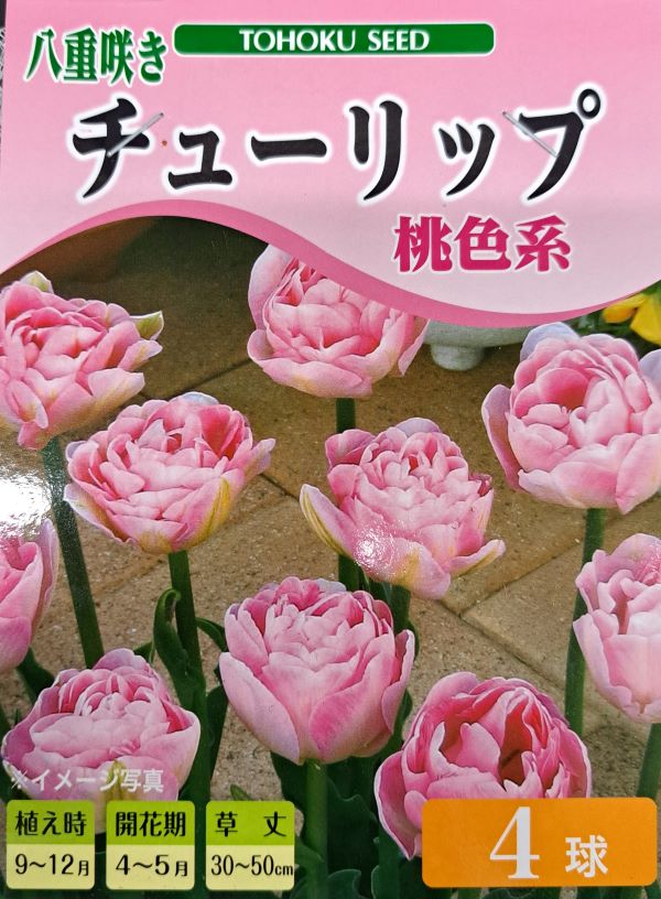 レア【冷蔵】アイス チューリップ『ラ・ベル・エポック』八重咲き