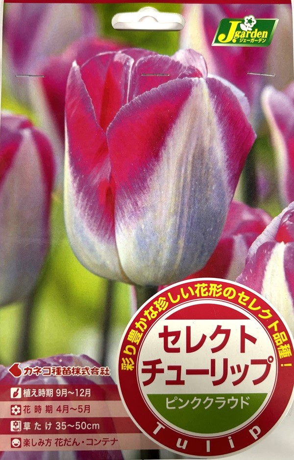 チュウリップ cm3dmju チューリップ・レディージェーン Tulipa gesneriana ユリ科