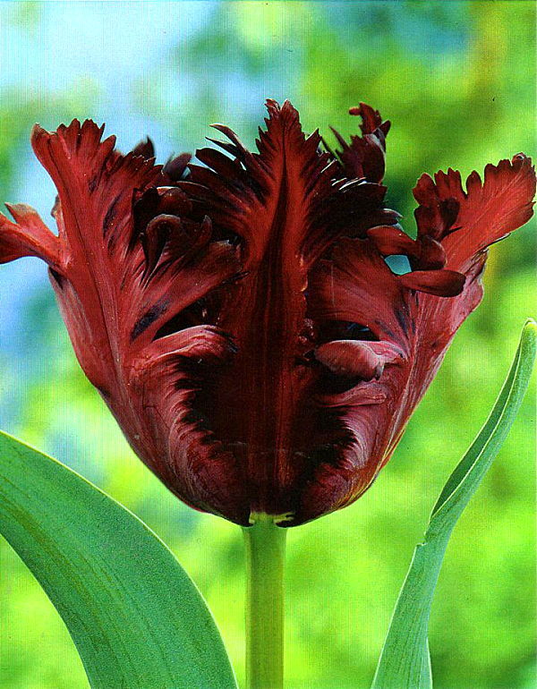 チュウリップ cm3dmju チューリップ・レディージェーン Tulipa gesneriana ユリ科
