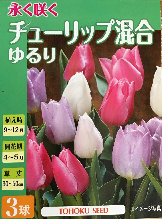 楽天市場】【花球根】セレクトチューリップ シルバークラウド 3