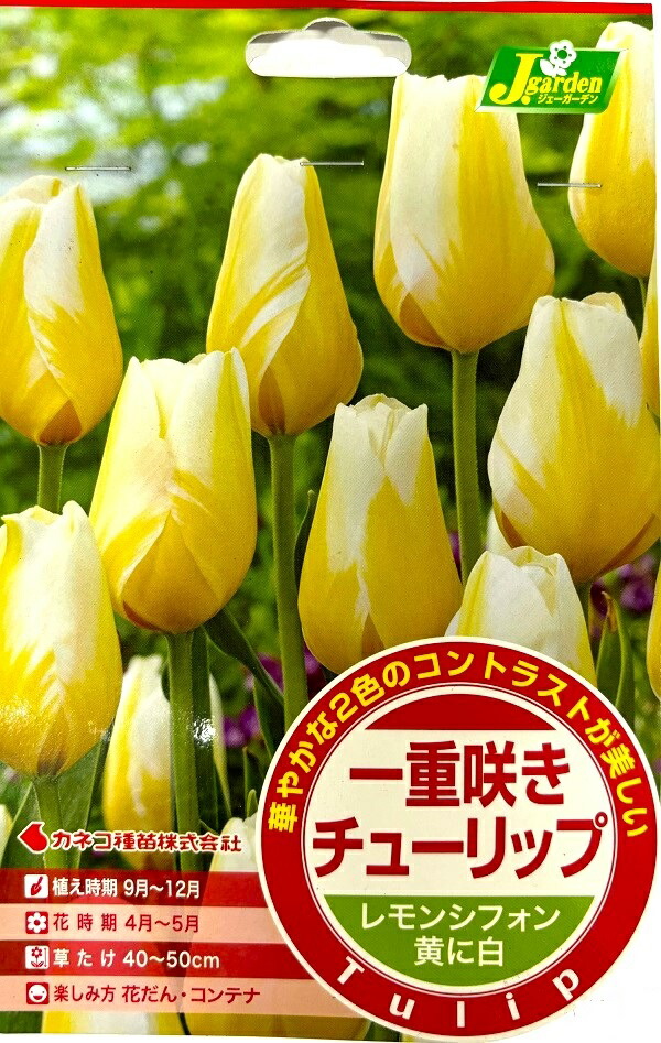 楽天市場】【花球根】セレクトチューリップ シルバークラウド 3