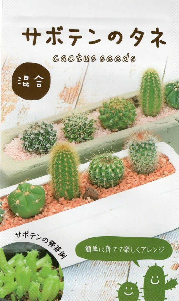 サボテン　セット①　品種たくさん 3個セット サボバケツ栽培キット サボテン 栽培セット GD-1034