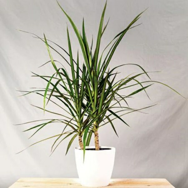 楽天市場】観葉植物 種子 種 Dracaena draco ドラセナ ドラコ 長寿の木