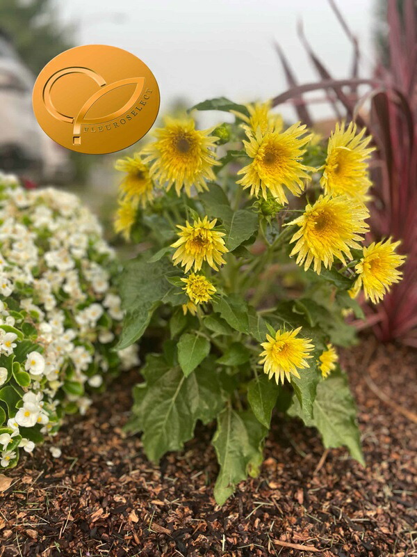 ひまわりのタペストリー【ひまわり＊サンリッチレモン】ドライフラワー