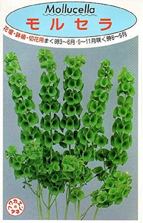 楽天市場 種子 モルセラ シェルフラワー 福花園種苗のタネ Ivy