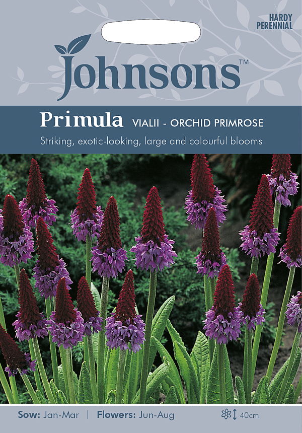 楽天市場 輸入種子 Johnsons Seeds Primula Viallii Orchid Primrose プリムラ ビアリ ジョンソンズ シード Ivy