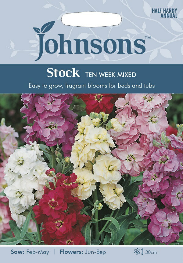 楽天市場】【輸入種子】Johnsons Seeds Stock Night Scented ストック・ナイト・センテッド ジョンソンズシード : Ivy