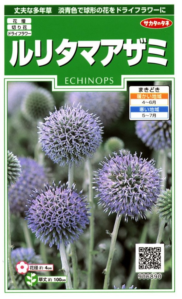 クラスペディア グロボーサ 種子100粒×2袋 種 たね タネ シルバー 