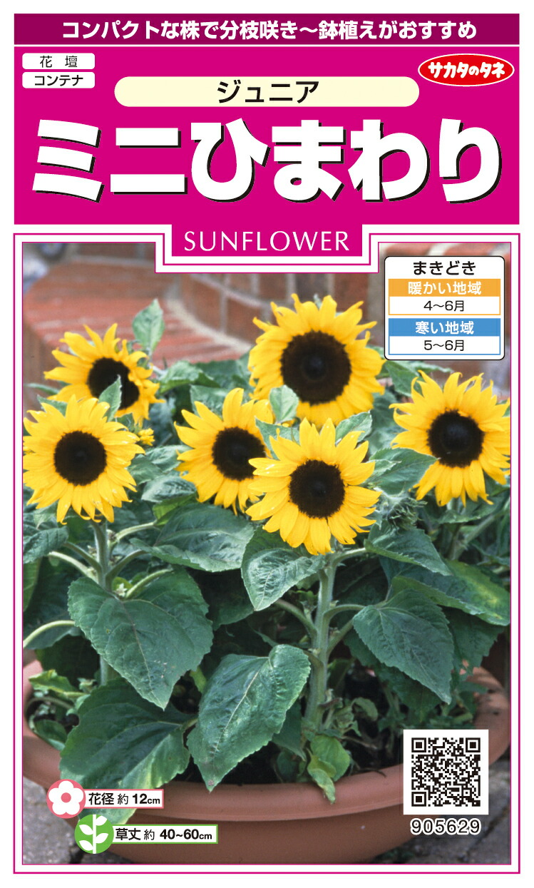 楽天市場】花種子 ミニひまわり 夏物語 トーホクのタネ : Ivy