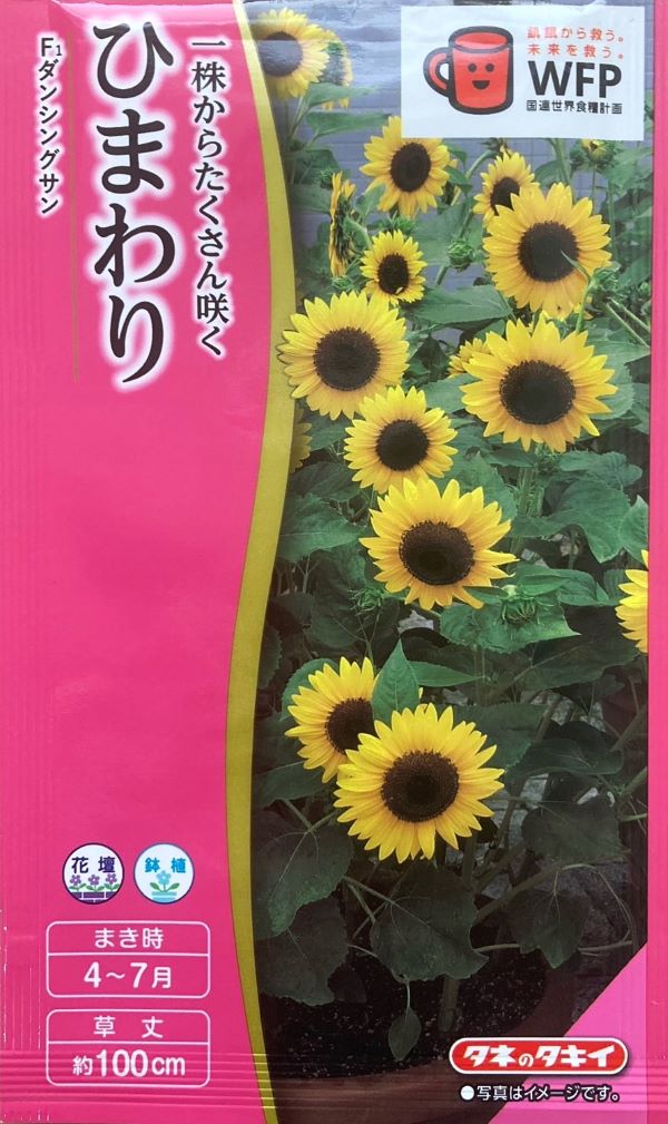 楽天市場】【種子】ひまわり畑 大輪一重黄色 お徳用パック