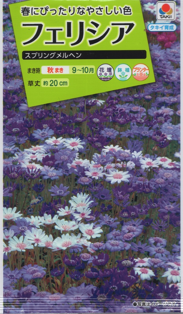 楽天市場】【種子】ふうせんかずら トーホクのタネ : Ivy