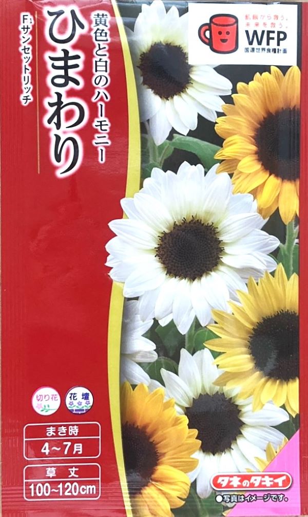 楽天市場】【種子】ひまわり F1 サンリッチ フレッシュレモン タキイ