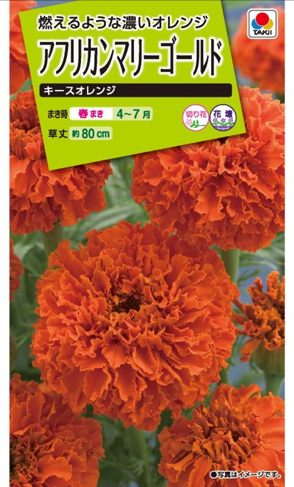 楽天市場】【タキイ種苗】アフリカンマリーゴールド キースオレンジ