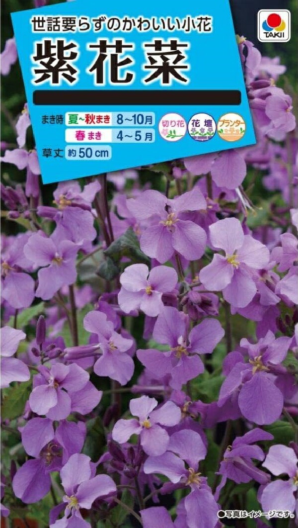 〈poteo〉オオアラセイトウ(ショカッサイ)種　300粒×50袋 オオアラセイトウ(ショカッサイ)種 300粒+α - メルカリ