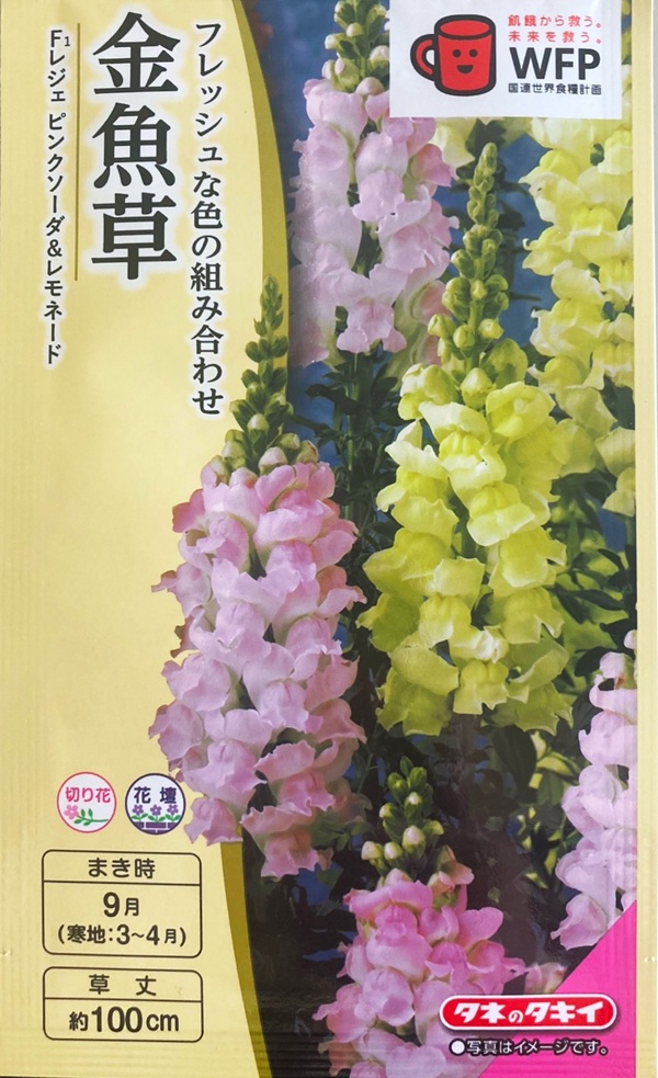 花の種（営利用）金魚草 矮性種 F1パレット パープルローズ 1ml×10 タキイ種苗 花 種 金魚草 F1レジェピンク タキイ種苗 プロ向け 家庭菜園