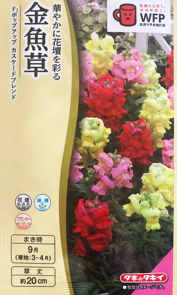 花の種（営利用）金魚草 矮性種 F1パレット パープルローズ 1ml×10 タキイ種苗 花 種 金魚草 F1レジェピンク タキイ種苗 プロ向け 家庭菜園