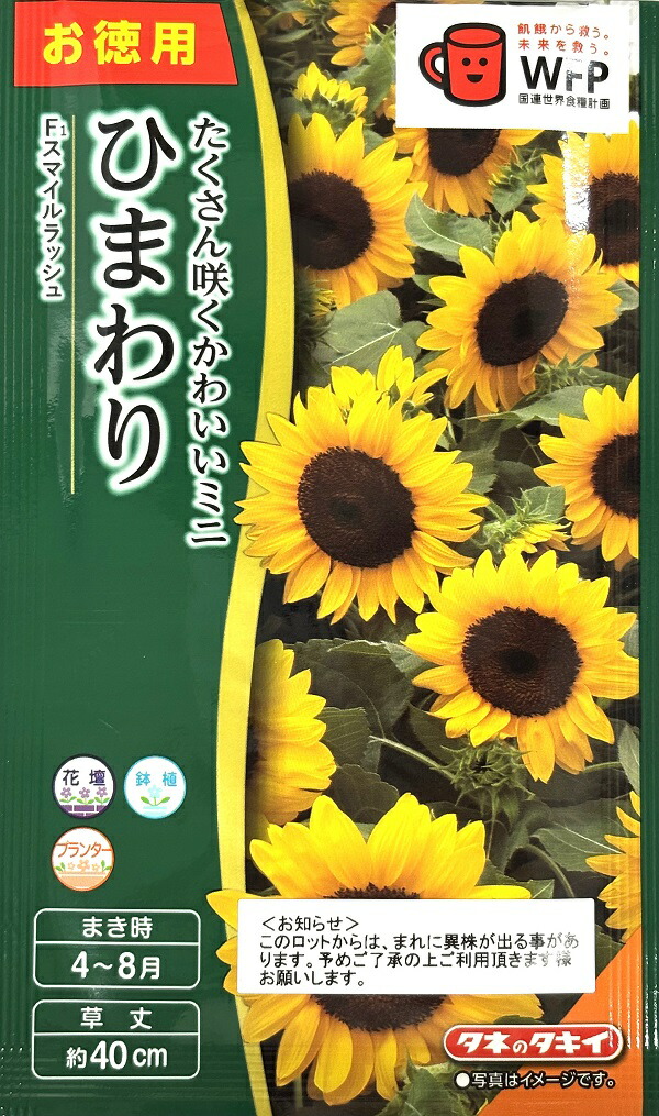 楽天市場】【種子】切花用ひまわり F1サンリッチ レモンお徳用 楽天市場】【種子】切花用ひまわり F1サンリッチ レモンお徳用
