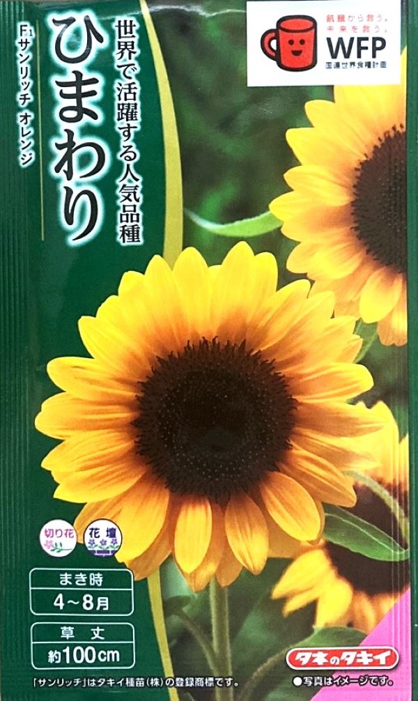 楽天市場】【種子】大輪ひまわり トーホクのタネ : Ivy