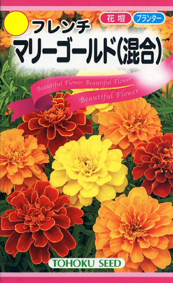 楽天市場】【フレンチマリーゴールド】 種・小袋 （0.2g） 固定種