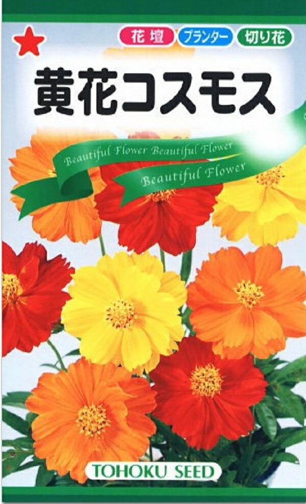 楽天市場 種子 黄花コスモストーホクのタネ Ivy