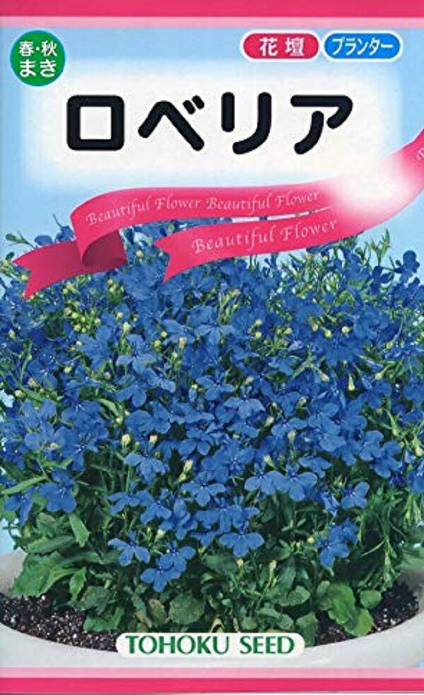 楽天市場 種子 ロベリア トーホクのタネ Ivy