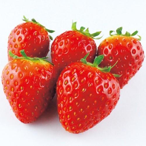 いちご② 楽天市場】野菜苗 ジャンボイチゴ苗「まんぷく2号」 3.5寸（10.5cm）苗