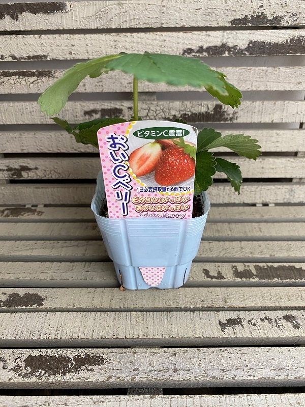 いちご② 楽天市場】野菜苗 ジャンボいちご まんぷく2号 10.5cmポット1苗 タキイ